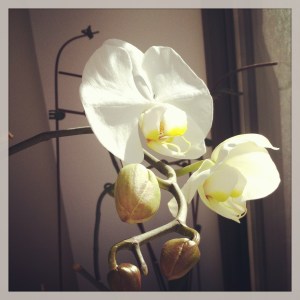 I had potted orchids at my wedding.  I am so proud to have them re-blooming again! 6 months later! 