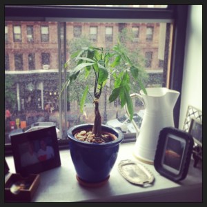 Our new money tree! We have dubbed him "Young Pip."