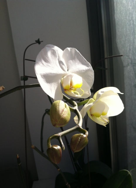 the same orchid today!