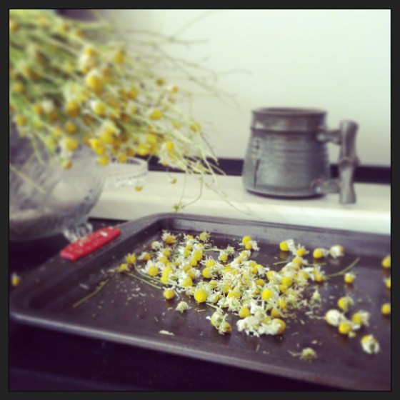 I cut off the little buds from the chamomile.  I am going to dry them out for about a week.  The internet says I can dry the stems, too, for a milder tea!  